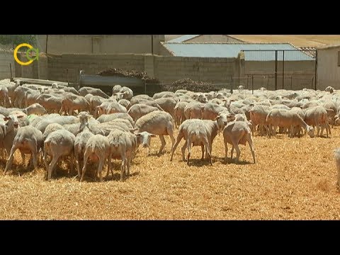 Consigue auténticas ovejas Segureñas en venta en Andalucía